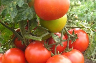 late blight resistant tomato varieties
