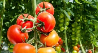 late blight resistant tomato varieties