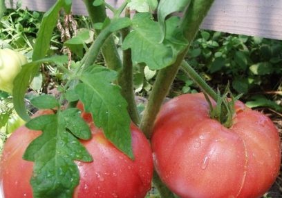 late blight resistant tomato varieties