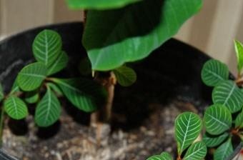 Milkweed Sprouts