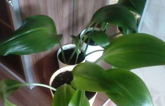 Eucharis ne cvjeta