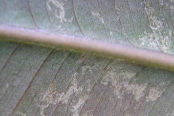 tripsa