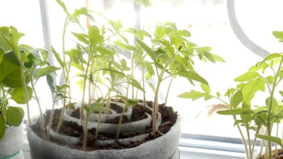 growing seedlings in a snail