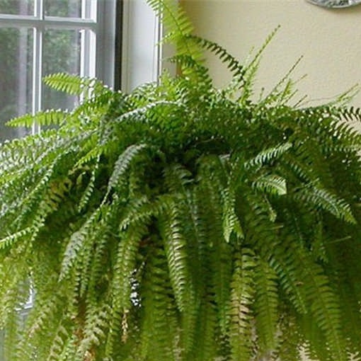 Fern lighting