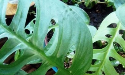 Monstera oblique