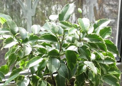 Ficus Lighting