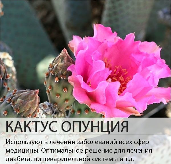 The healing properties of prickly pear