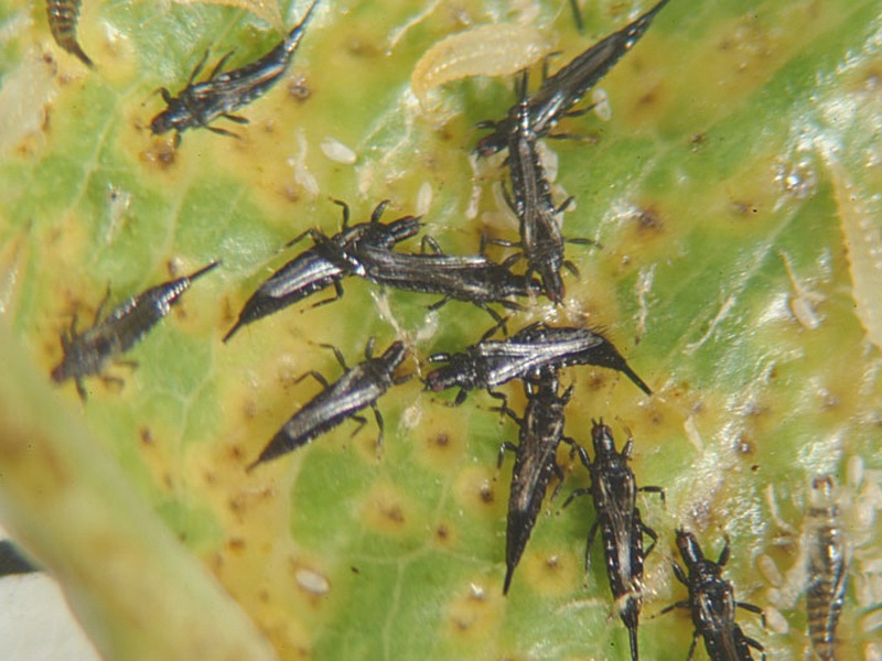 Thrips