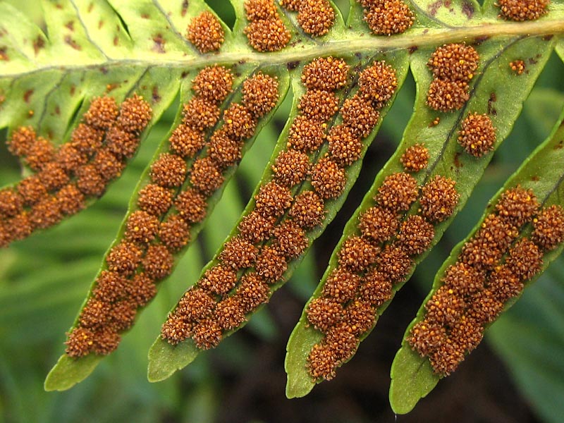 Fern spores