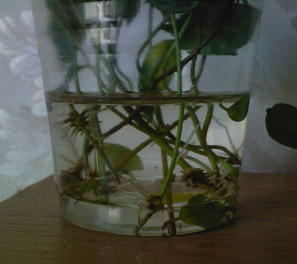Cuttings