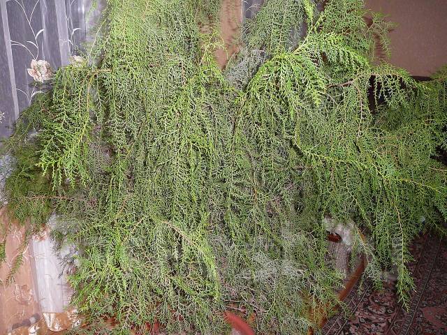 Thuja soba