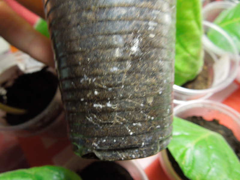 Rootworm Damage