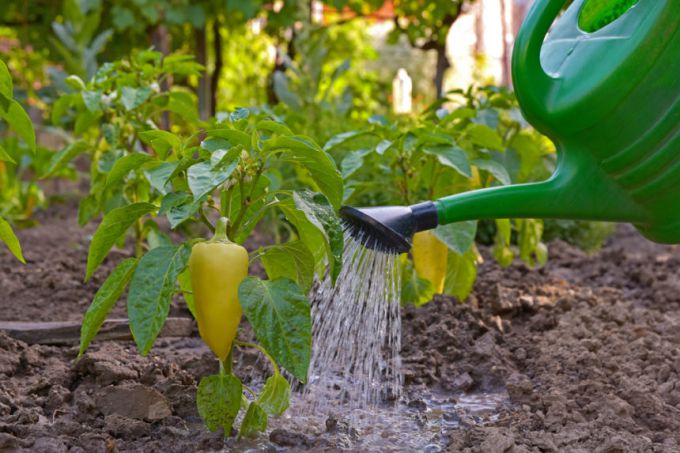 Watering