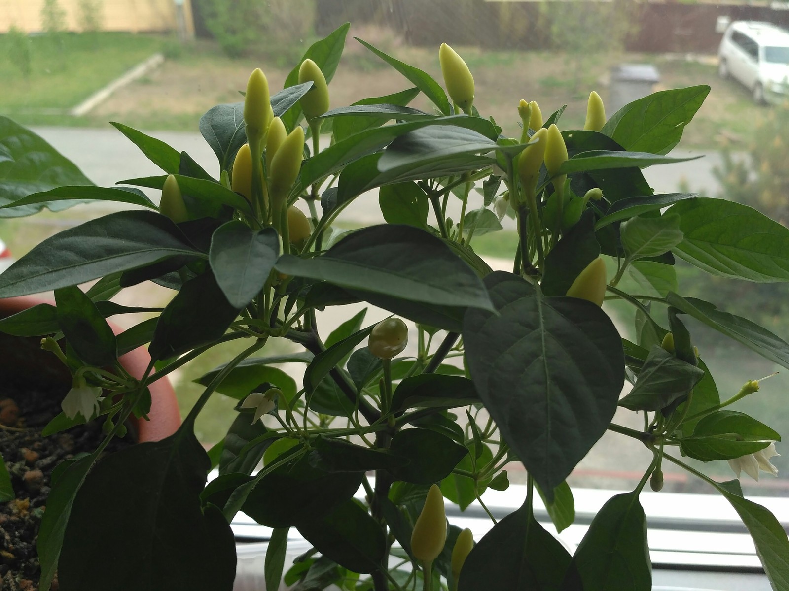 Chilli on the windowsill