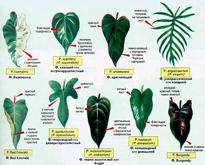 Types of Philodendron