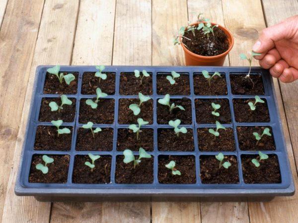 When to sow cabbage for seedlings in 2019 on the moon