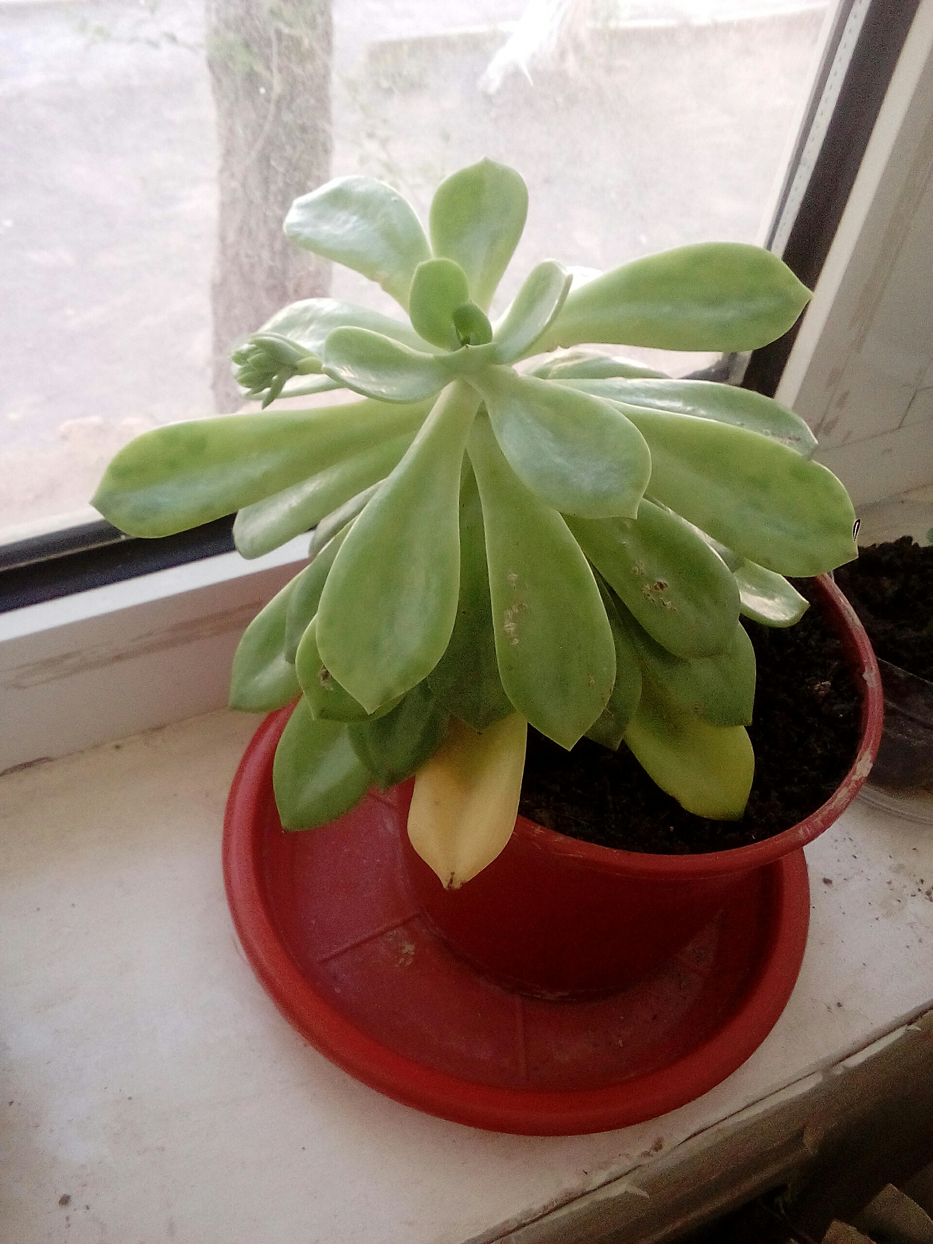 Yellowing foliage