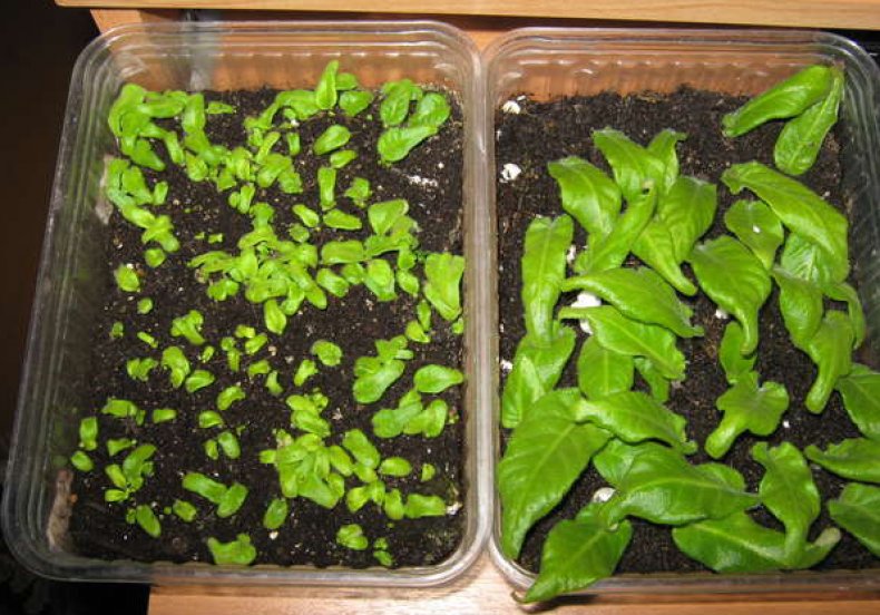 Seed Streptocarpus