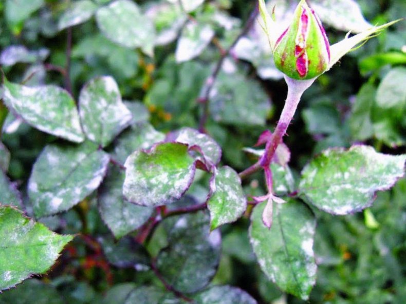 Powdery mildew