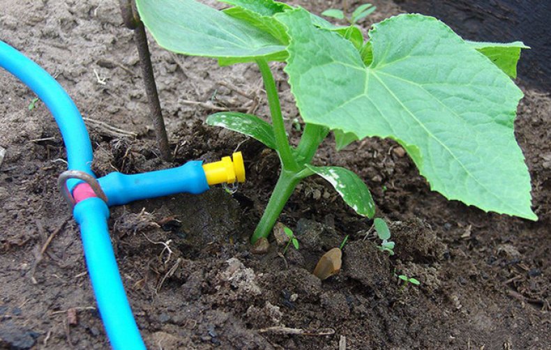 Watering cucumbers