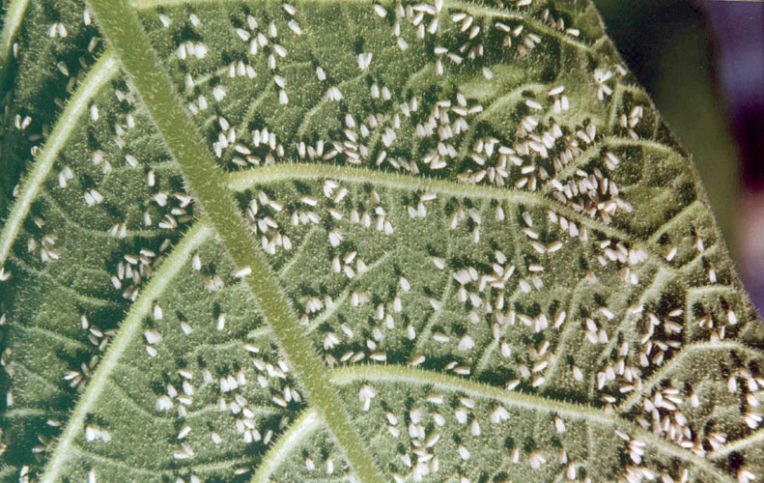 Whitefly