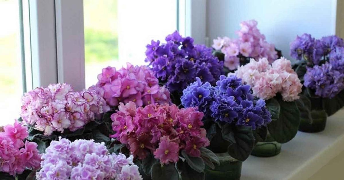 Violets