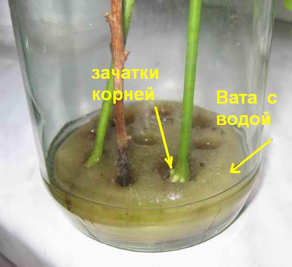 Rooting in succinic acid
