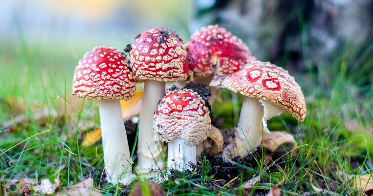 Mushrooms