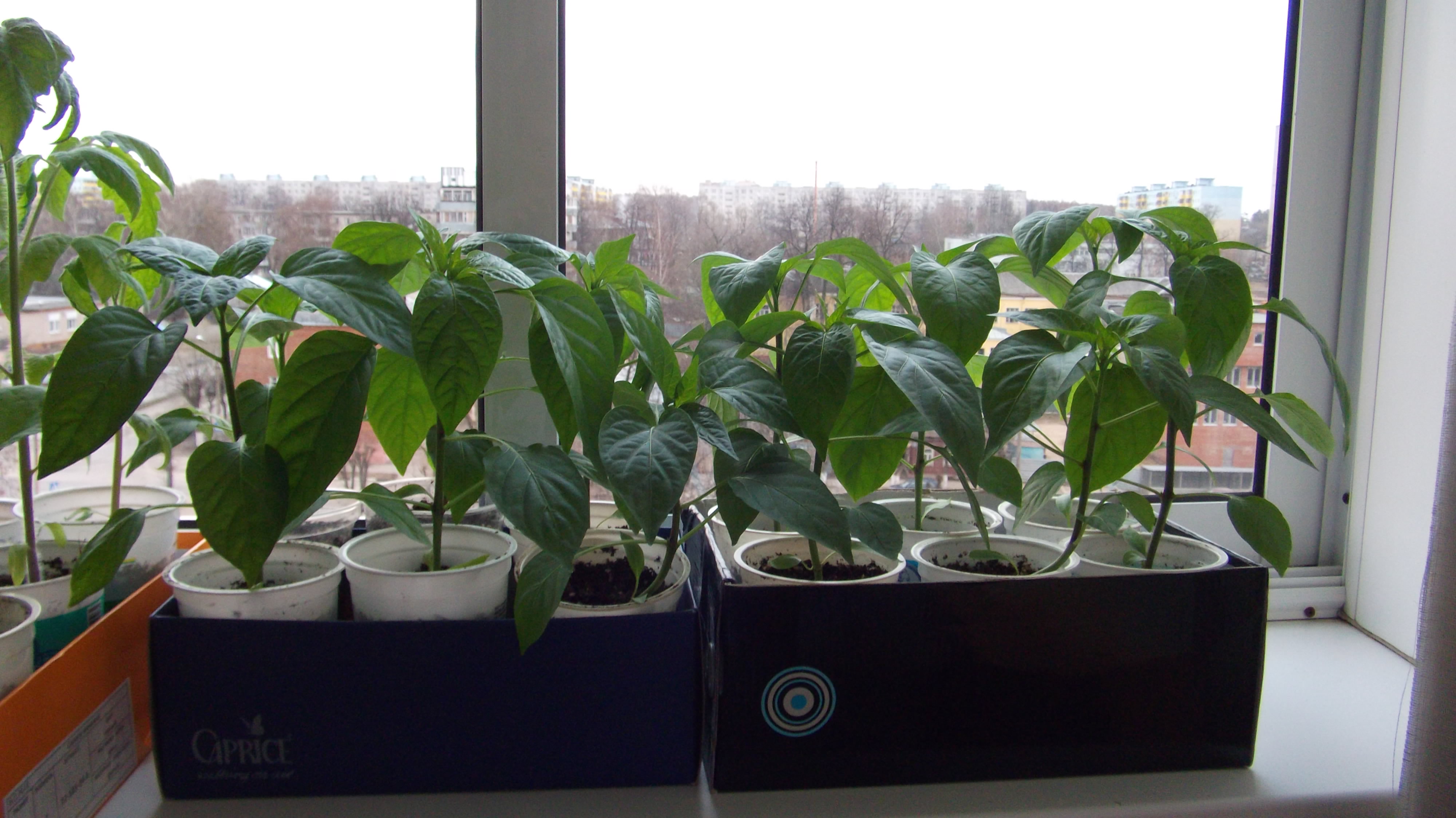 Seedlings