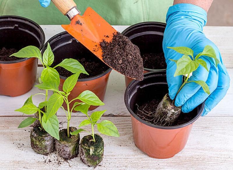 Transshipment of pepper seedlings instead of picking