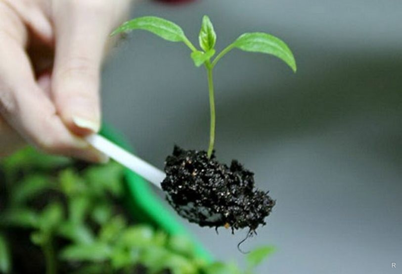 Pepper sprouts
