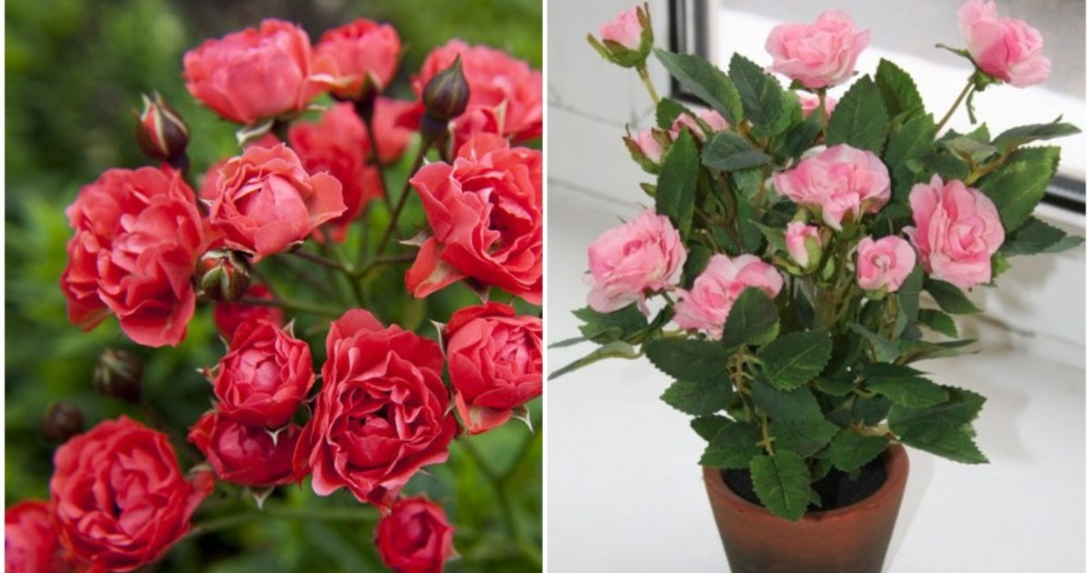 the Rose