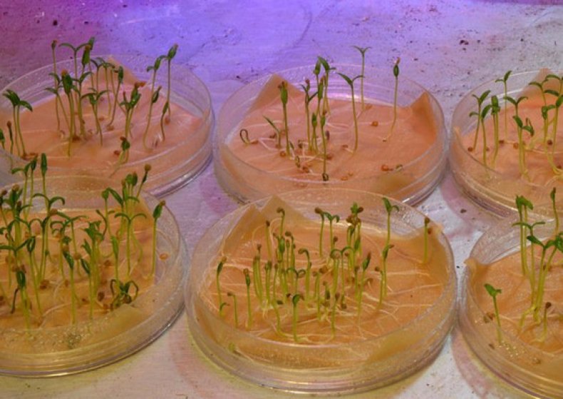 Germination