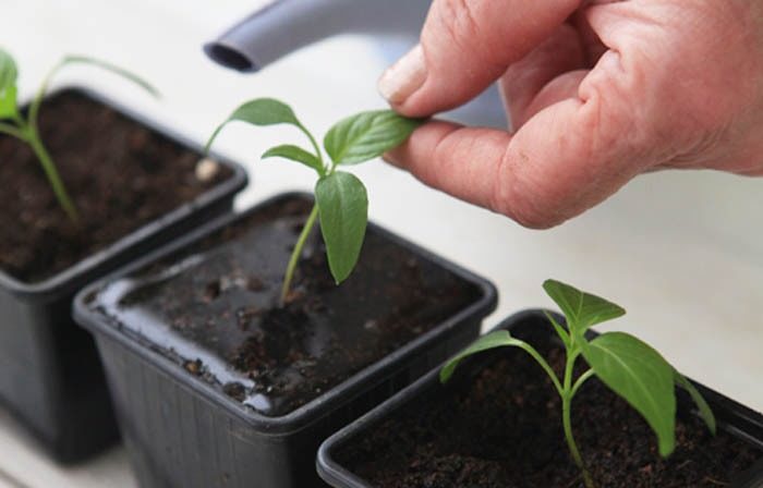 Watering seedlings