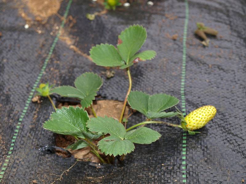 Useful properties of strawberry leaves