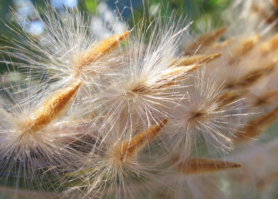 Oleander seeds