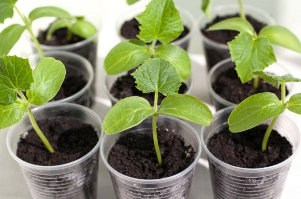 Seedlings