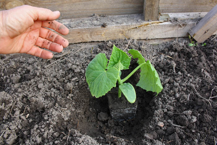 Planting cucumber seedlings in open ground