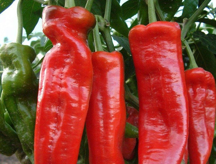 Double abundance