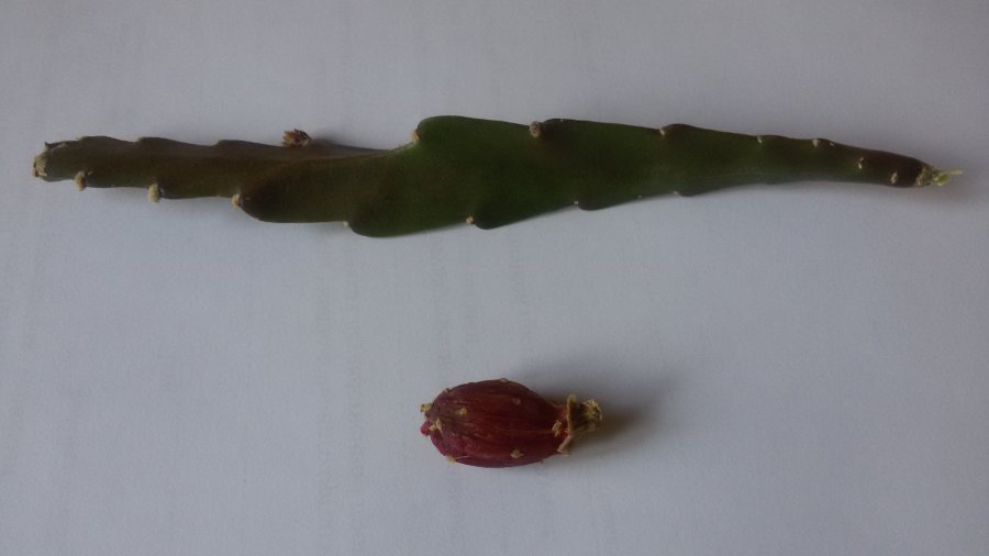 Seeds