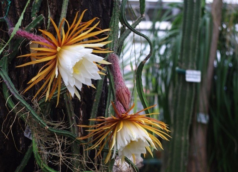 Selenitereus