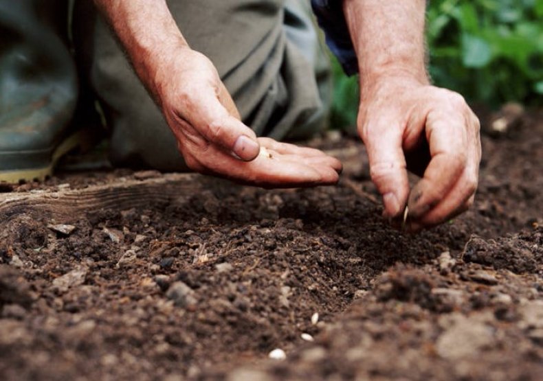 Sowing