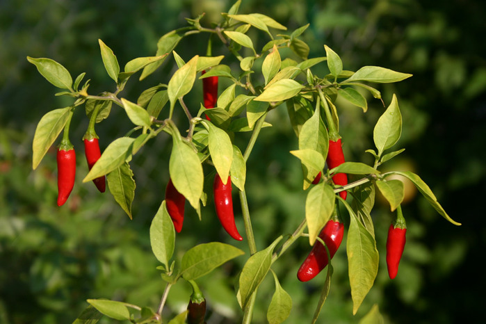 Cayenne pepper