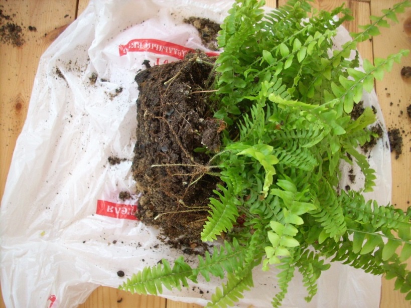 Fern transplant