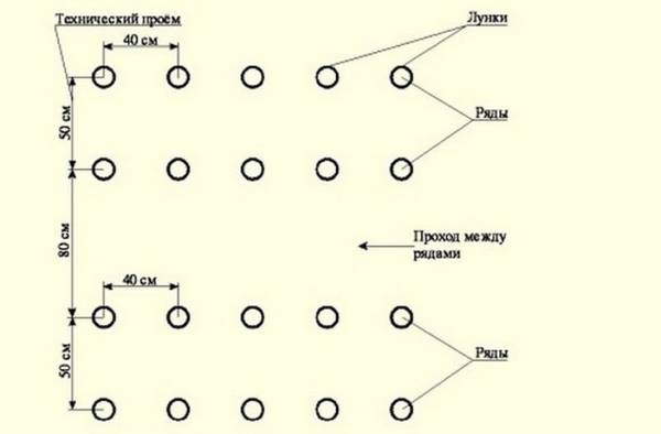 Recommended planting scheme for cucumbers in greenhouses