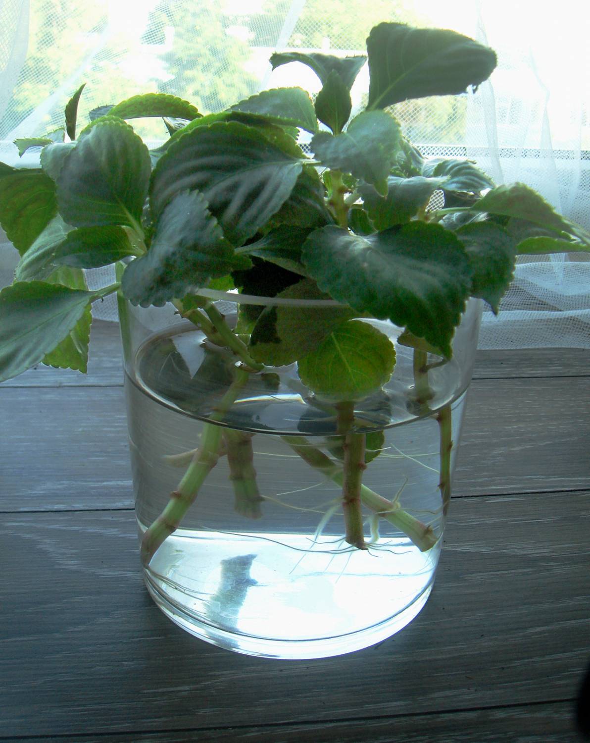 Cuttings
