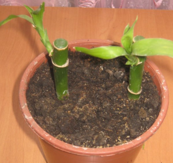 slijetanje