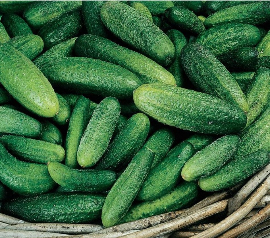 Parisian Gherkin