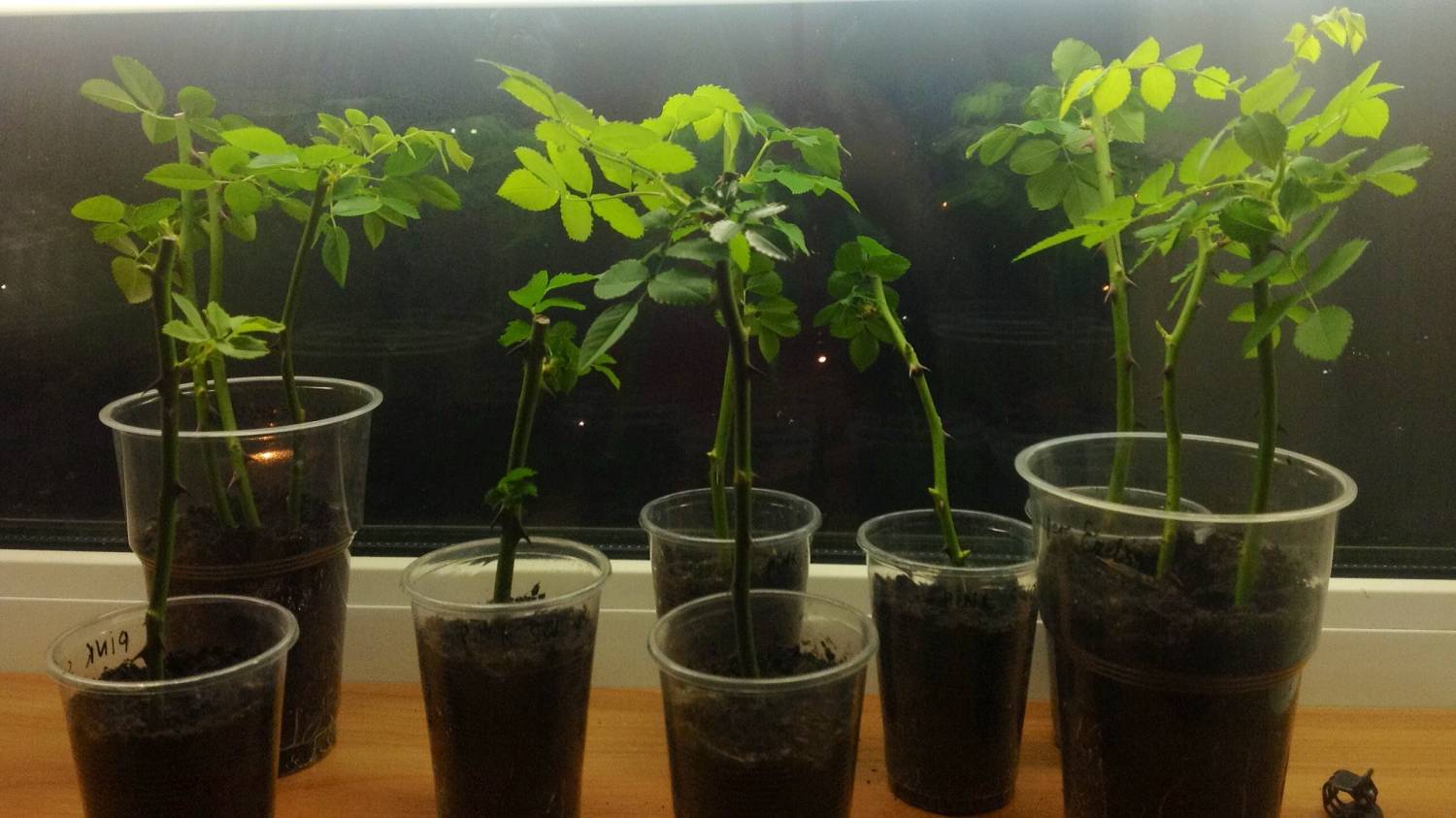 Propagation by cuttings