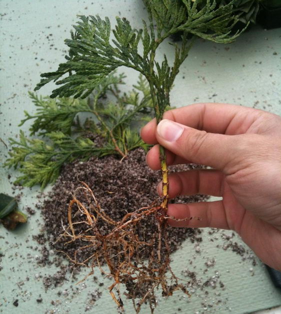 Cutting cypress